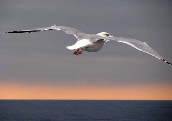 Seagull above waves