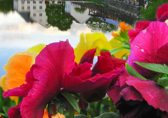 Flowers and reflections